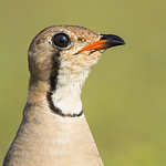 Bala Ramraj - Flickr Profile Picture of Bala Ramraj (@balaramraj) on Flickr