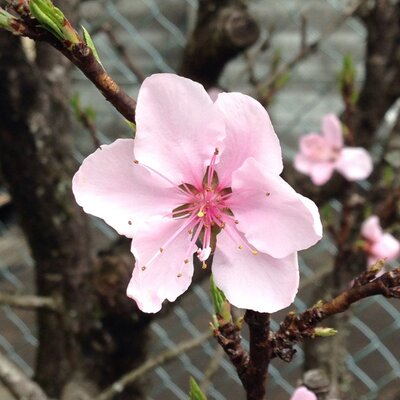 Shirleyhung - Twitter Profile Picture of Shirleyhung (@s872b027) on Twitter