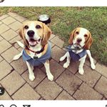 Profile Picture of 🐶🐾Rusty And Gary 🐾🐶 (@beagle_brothers_rusty_and_gary) on Instagram
