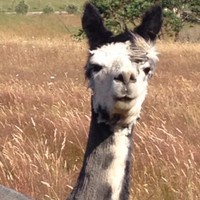 Profile Picture of Lara Dyer (@lara-dyer) on Quora