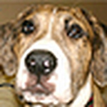 Profile Picture of Sherri Wilson (@wilsonscatahoulabulldogs) on Flickr