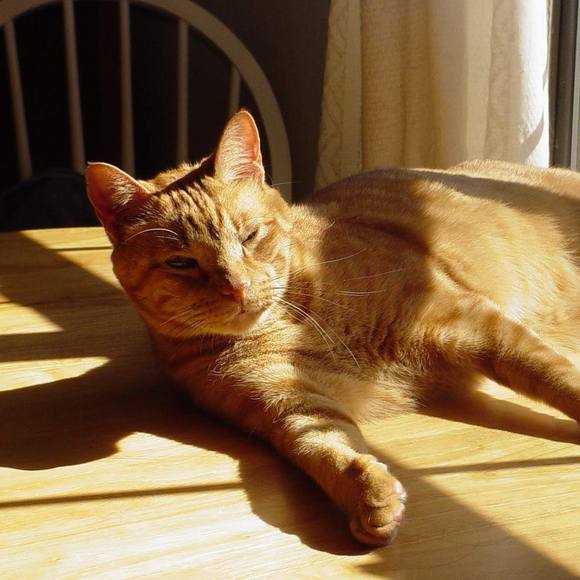 Profile Picture of Susan Barackman (@esbeesue) on Poshmark