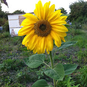 Profile Picture of Peter Bergwall (@peterbergwall2588) on Youtube