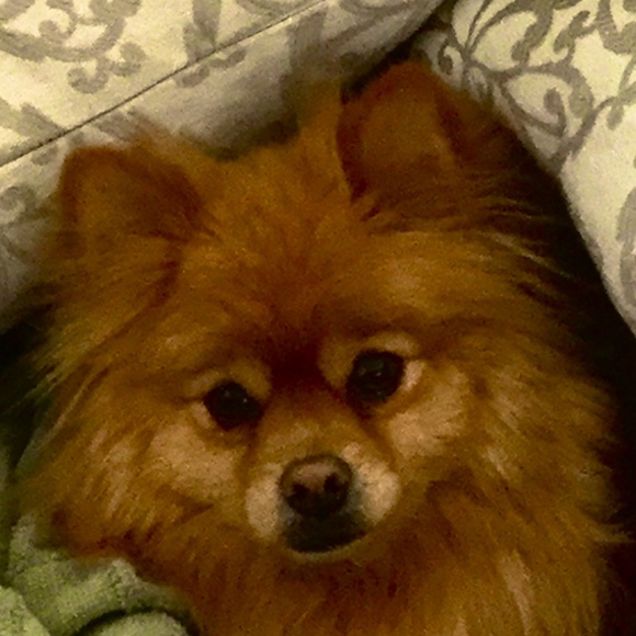 Profile Picture of Alana Welbourne (@lana_wel) on Poshmark