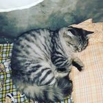 Profile Picture of Tara Kyle Gian P. Camacho (@tarakylegianp.cama) on Instagram