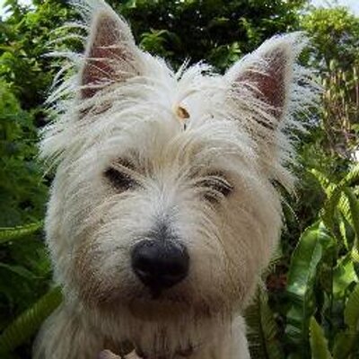 Profile Picture of Terry Pearce (@telpearce) on Twitter
