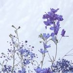 Profile Picture of にっき (@nikki_self) on Instagram