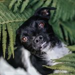 Profile Picture of S T E F F Y ⋆ B A X T E R (@steffy_and_baxter) on Instagram