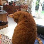 Profile Picture of John (@john.staples.tibbles) on Instagram