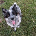 Profile Picture of Xena Lucy Pedersen (@xenaronni) on Instagram