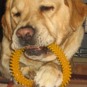 Lisa Stevens - Pinterest Profile Picture of Lisa Stevens (@calebscorner) on Pinterest