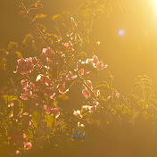 Profile Picture of Randall Crisp (@randallcrisp3266) on Youtube