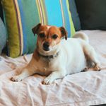 Profile Picture of Joey's Hund, Wummel (@wummel_) on Instagram