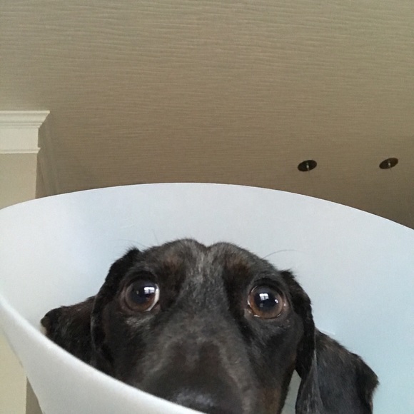 Profile Picture of Ashley Pluchinsky (@apluchin) on Poshmark