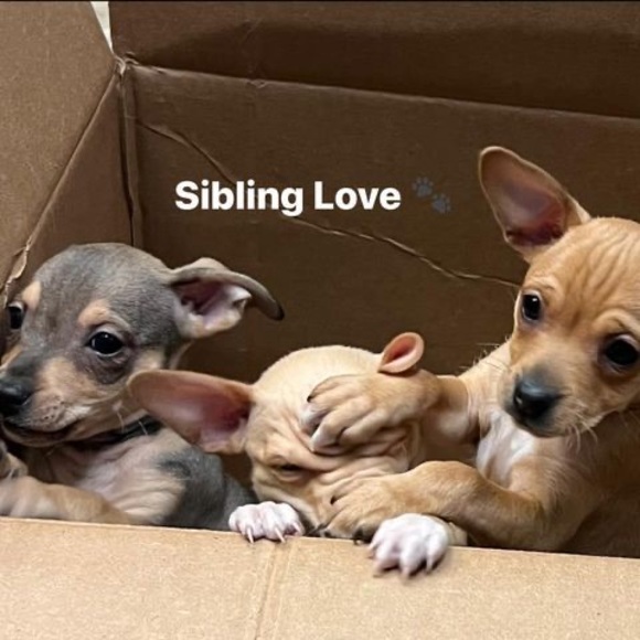 Profile Picture of Amanda Ralls-cuellar (@mandi31106) on Poshmark