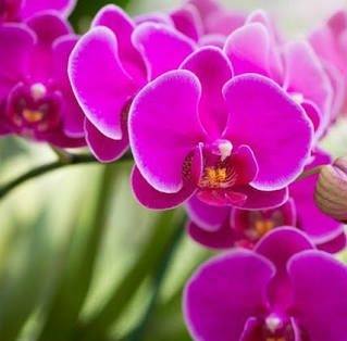 Audelia Vazquez - Facebook Profile Picture of Audelia Vazquez (@audelia.vazquez.16) on Facebook