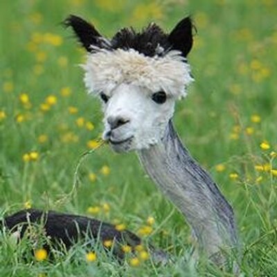 Profile Picture of Chris Hibbard (@chrishibbard) on Twitter