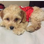 Profile Picture of Joey Loper (@loperjoey) on Instagram