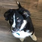 Profile Picture of Enzo Savard-Raymond (@enzo_savardraymond) on Instagram