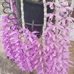 Profile Picture of Myrna Masuda (@gem_hawaii2012) on Instagram