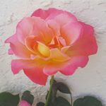 Profile Picture of Daniel Weinstein (@_danielsun_) on Instagram