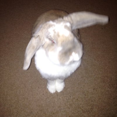 Profile Picture of Tom Morrissey (@tmorrissey82) on Twitter