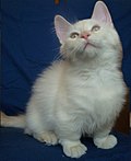 Profile Picture of Munchkin caton Wikipedia