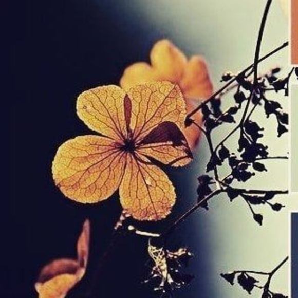 Profile Picture of Isabel Ramirez (@winn1984) on Poshmark