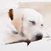 Profile Picture of Cong Zhang (@Cong-Zhang) on Facebook