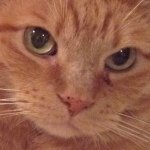 Ginger Hamlin - Instagram Profile Picture of Ginger Hamlin (@ginger_hamlin_the_cat) on Instagram