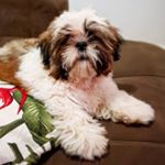 Profile Photo of Bartholomeu Arthur Anthony (@barto.shih.tzu) on Instagram