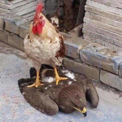 Profile Picture of Stone Chang (@stonechang6) on Twitter