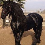 Profile Picture of Joel Amador (@caballos___mx) on Instagram