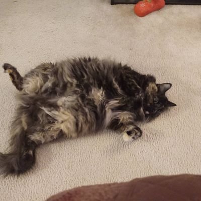 Thomas Hinson - Twitter Profile Picture of Thomas Hinson (@ThomasH87083276) on Twitter