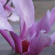 Profile Picture of Terrie Glenn (@bearglenn) on Pinterest