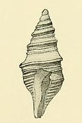 Profile Picture of Maoritomella albulaon Wikipedia
