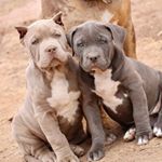 Profile Picture of Jessica Martinez (@pitbullpuppiesforsale293) on Instagram