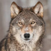 Profile Picture of Cassandra Holland Childress (@CassandraHollandChildress-z4y) on Youtube