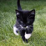Profile Picture of The Tuxedo Cats 👀 (@sersha.alba.indy) on Instagram