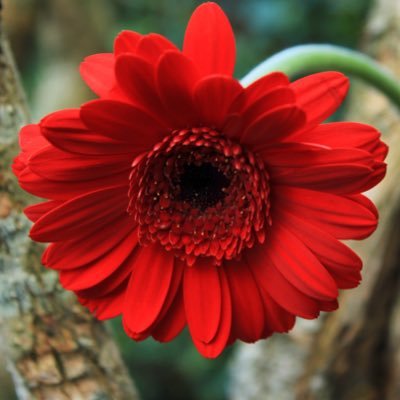 Profile Picture of ガーベラ (@gabera12345) on Twitter