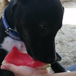 Profile Picture of 🐶꧁ 𝒎𝒊𝒕𝒆 𝒑𝒐𝒔𝒊𝒕𝒆 𝒍𝒊𝒏𝒅𝒆𝒆꧂🐶 (@x.mini.15) on Instagram