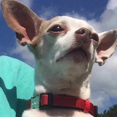 Noël - Twitter Profile Picture of Noël (@noelbrewer40) on Twitter