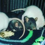 Profile Picture of 💕🐭Rickele Eisenhart🐭💕 (@pamperd_pets) on Instagram