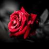 Profile Picture of martinkeser (@martinkeser) on Tiktok
