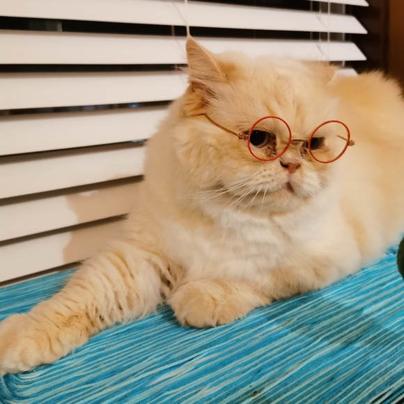 Profile Picture of Xueer Lu (@cassidy363) on Poshmark