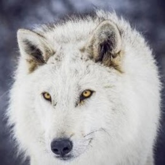 Josie Huang - Poshmark Profile Picture of Josie Huang (@josieh1234) on Poshmark