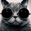 Profile Picture of 张鹏 (@@devincarry) on Tiktok