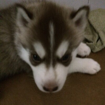 Profile Picture of Sudhakar Shetty (@sudhakarshett20) on Twitter