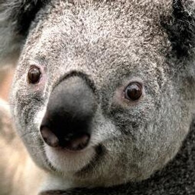Profile Picture of Lilly Lazarus (@leelazbiz) on Twitter