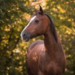 Profile Picture of Pauline & Marlena (@ponyland_fee_08) on Instagram